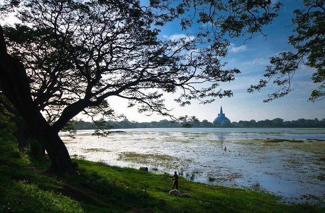 Wild Elephant Encounters